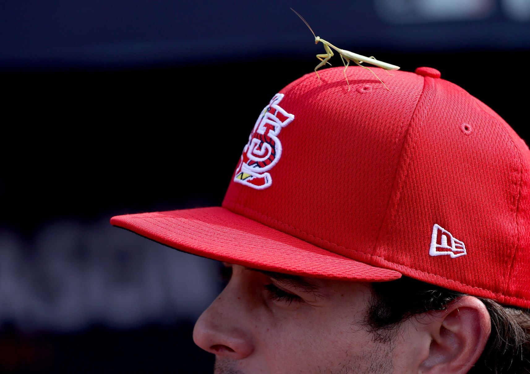 St. Louis Cardinals vs Los Angeles Dodgers National League wild-card game
